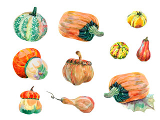 Watercolor set of pumpkins on white background.  Handmade illustration for decor.