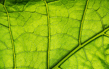Green leaf vein close up
