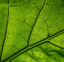 Green leaf vein close up