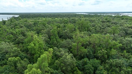 huge forest or jungle and cloudy sky. Top view of a Sundarban mangrove forest and sunny cloudy sky.Aerial view smooth raw video footage