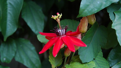 Red passion flower in a garden in San Jose, Costa Rica