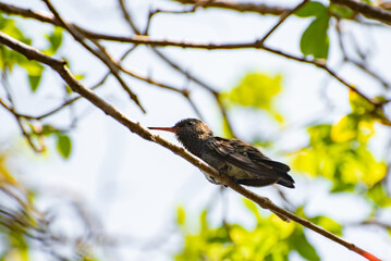 Hummingbird, beautiful hummingbird resting to feed again, natural light, selective focus.