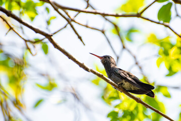 Hummingbird, beautiful hummingbird resting to feed again, natural light, selective focus.