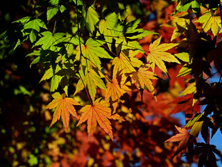 Close up autumn maple leaves in Tokyo