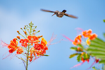 Hummingbird, beautiful hummingbird in flight feeding, natural light, selective focus.