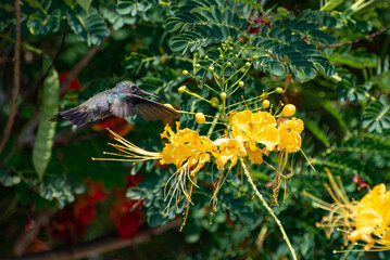 Hummingbird, beautiful hummingbird in flight feeding, natural light, selective focus.