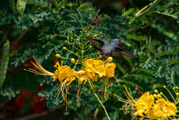 Hummingbird, beautiful hummingbird in flight feeding, natural light, selective focus.
