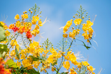 Fototapeta premium beautiful flowers in the sun in brazil, natural light, selective focus.