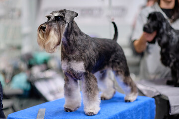 Miniature Schnauzer on the table with a perfectly trimmed muzzle according to the breed standard