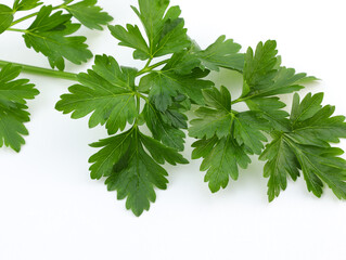 Fresh parsley on a white background. Parsley leaves close-up. Fresh spicy herbs for cooking. Harvest of vitamins.