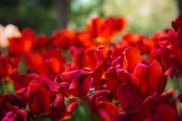 red tulips in the garden