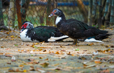 Two Domestic muscovy ducks,One muscovy duck is walking and another muscovy duck is sitting.Red face Muscovy ducks.White, black and red Muscovy duck in nandavan zoo of raipur, chhattisgarh