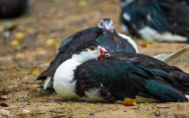 Three Domestic muscovy ducks are sitting.Red face Muscovy ducks.White, black and red Muscovy duck in nandavan zoo of raipur, chhattisgarh