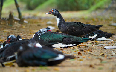 Domestic muscovy ducks are sitting in group and focusing one standing duck .Red face Muscovy ducks.White, black and red Muscovy duck in nandavan zoo of raipur, chhattisgarh