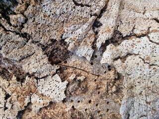 bark texture terr wall brown