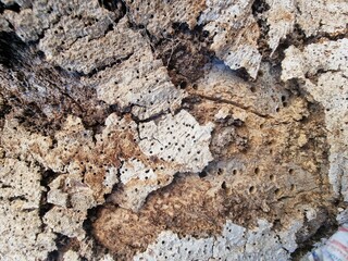 bark texture terr wall brown