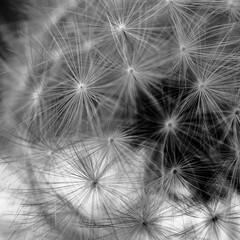 Dandelion Petals Make Firework Pattern with black and white focus