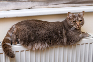 Grey cat warming on radiator.