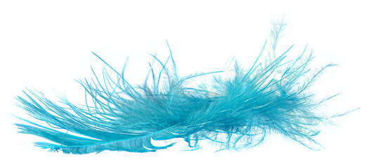 Feather in turquoise color in transparency, png