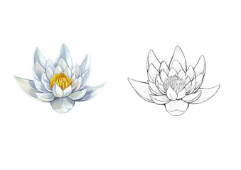 Fototapeta premium White Water Lily sketch and color
