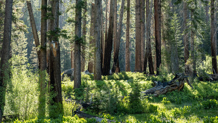 Forest on the Edge of Frypan Meadow