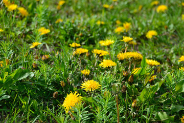 green lawn with yellow dandelions isolated in sunny day, close-up