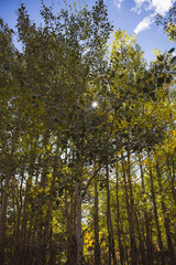 Sunlight filtering through the bright yellow aspen trees