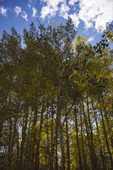 Sunlight filtering through the bright yellow aspen trees