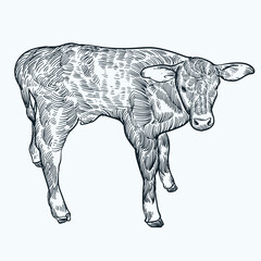 Vintage hand drawn sketch Texas calf