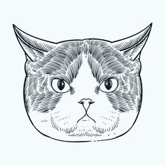 Vintage hand drawn sketch sit grey cat head
