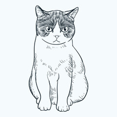 Vintage hand drawn sketch sit grey cat head