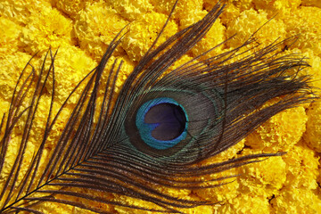 Marigold background with Peacock feather with Blank space to write text, fonts, messages and...