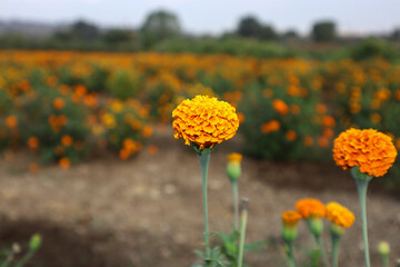 Selective focus of Marigold flowers from Marigol flower field. Marigold flower farming in India. Marigold flowers farm agriculture. marigold flower with blurred background