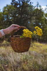 Woman walking in a field carrying a basket of flowers in the rocky mountains - dirt road, foraging, sustainable lifestyle