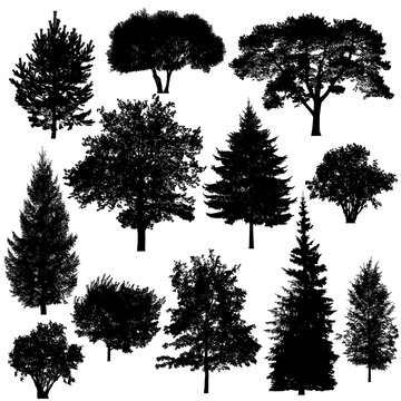 Set of silhouettes of deciduous and coniferous trees on white background.
