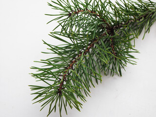 Christmas tree branches on a white background. a branch of a Christmas tree for decoration with a cropped plan. Coniferous needles on a branch on a white background.