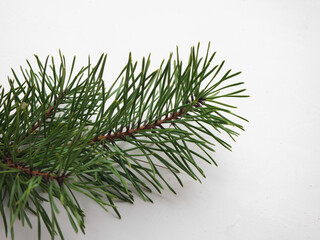 Christmas tree branches on a white background. a branch of a Christmas tree for decoration with a cropped plan. Coniferous needles on a branch on a white background.