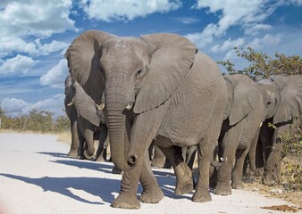 Fototapeta na wymiar African elephants in Etosha national park. Namibia, Africa.
