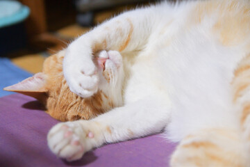 Fototapeta na wymiar 手で顔を隠して寝る猫