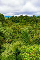 Fototapeta na wymiar Jungle in the Arenal region of Costa Rica, La Fortuna, Costa Rica. Central America
