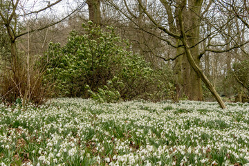 Masses of flowering snowdrops in early spring
