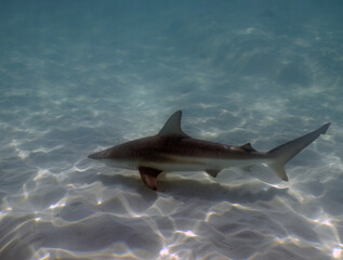 Fototapeta premium A Blacktip Shark (Carcharhinus limbatus) in Bimini, Bahamas