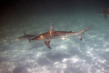 A Blacktip Shark (Carcharhinus limbatus) in Bimini, Bahamas