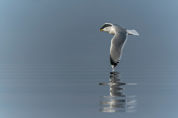 Caspian Gull (Larus cachinnans) in flight. Oder delta in Poland, europe. Blue background. Blue background.                             Reflection.