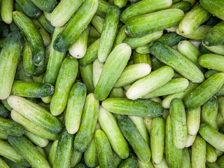 fresh cucumbers on market