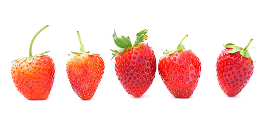 Red strawberries in a row on a white background. soft and selective focus.