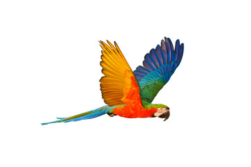 Colorful Harlequin macaw flying isolated on transparent background png file	