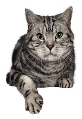 Handsome black silver blotched British Shorthair cat, laying down facing front on edge. Looking straight to camera. Isolated on transparent background with copy space.