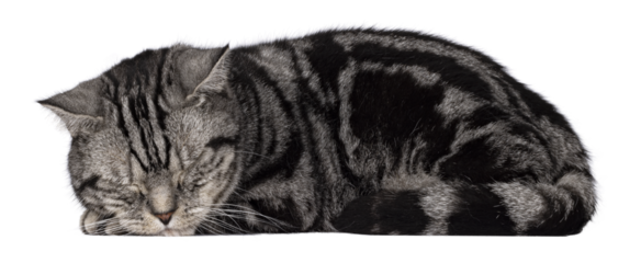 Handsome black silver blotched British Shorthair cat, laying down fsleeping on side Looking straight to camera. Isolated on transparent background with copy space.
