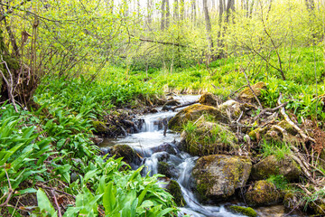 Waterfall hidden in the woods surrounded by bear garlic known as wild garlic or allium ursinum....